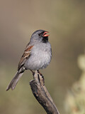 Image. Black-chinned Sparrow