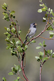 Image. Black-chinned Sparrow