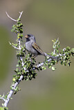 Image. Black-chinned Sparrow