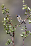 Image. Black-chinned Sparrow