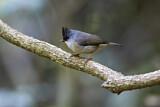 Image. Black-chinned Yuhina