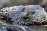 Image. Black-chinned Yuhina