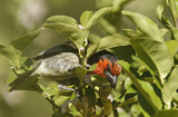 Image. Black-collared Barbet