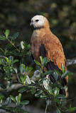 Image. Black-collared Hawk