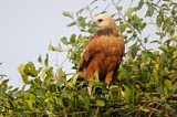 Image. Black-collared Hawk