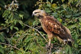 Image. Black-collared Hawk