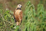 Image. Black-collared Hawk