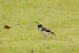 Image. Black-collared Starling