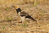 Image. Black-collared Starling