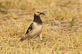Image. Black-collared Starling