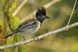 Image. Black-crested Antshrike