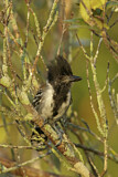 Image. Black-crested Antshrike