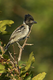 Image. Black-crested Antshrike