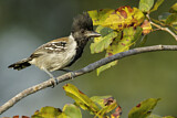Image. Black-crested Antshrike