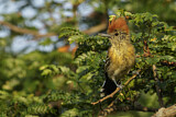 Image. Black-crested Antshrike