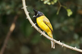 Image. Black-crested Bulbul