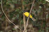 Image. Black-crested Bulbul