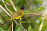 Image. Black-crested Bulbul