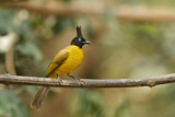 Image. Black-crested Bulbul