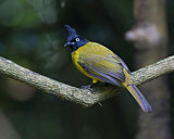 Image. Black-crested Bulbul