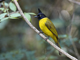 Image. Black-crested Bulbul