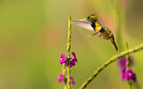 Image. Black-crested Coquette