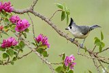 Image. Black-crested Titmouse