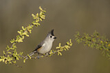 Image. Black-crested Titmouse