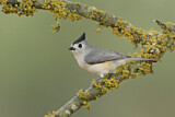 Image. Black-crested Titmouse