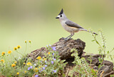 Image. Black-crested Titmouse