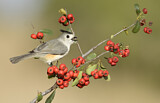 Image. Black-crested Titmouse