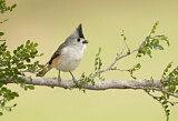 Image. Black-crested Titmouse