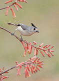 Image. Black-crested Titmouse