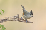 Image. Black-crested Titmouse