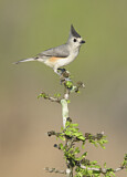 Image. Black-crested Titmouse