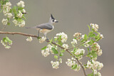Image. Black-crested Titmouse