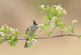 Image. Black-crested Titmouse