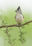 Image. Black-crested Titmouse