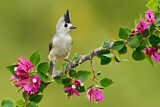 Image. Black-crested Titmouse