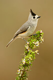 Image. Black-crested Titmouse