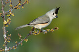 Image. Black-crested Titmouse