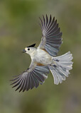 Image. Black-crested Titmouse