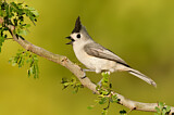 Image. Black-crested Titmouse