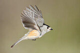 Image. Black-crested Titmouse