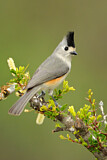 Image. Black-crested Titmouse