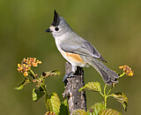 Image. Black-crested Titmouse