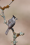 Image. Black-crested Titmouse