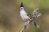 Image. Black-crested Titmouse