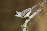 Image. Black-crested Titmouse