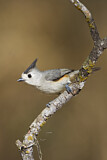 Image. Black-crested Titmouse